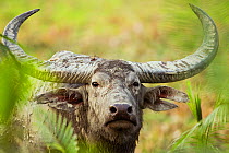 Water buffalo (Bubalis arnee) after wallowing in mud, portrait, India