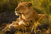 Playful Lion cub with lioness (Panthera leo), Masai Mara National Reserve, Kenya, October