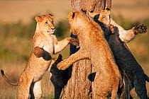 Lion adolescents play fighting (Panthera leo), Masai Mara National Reserve, Kenya, April