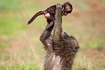 Olive baboon (Papio cynocephalus anubis) baby aged 3-6 months held in air by adult, Masai Mara National Reserve, Kenya, February