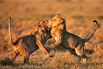 Adolescent male Lions (Panthera leo) play fighting, Masai Mara National Reserve, Kenya, March