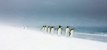 King Penguins (Aptenodytes patagonicus) walking in line in snow storm, South Georgia, November, Specially commended, ANIMALS IN THEIR ENVIRONMENT, 2011 WILDLIFE PHOTOGRAPHER OF THE YEAR COMPETITION an...