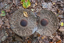 Parasol mushroom (Macrolepiota procera) growing on forest floor, Querumer Forest, Brunswick, Lower Saxony, Germany, October