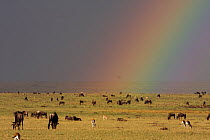 Rainbow during a rainstorm across savannah plains with grazing Wildebeest (Connochaetes taurinus) and Thomson's gazelle (Eudorcas thomsoni),  Masai Mara National Reserve, Kenya, August 2008