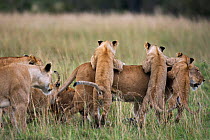 African Lioness (Panthera leo) walking along with playful cubs aged 12-18 months leaping on her back, Masai Mara National Reserve, Kenya,