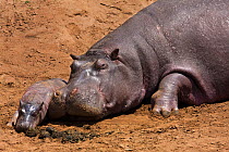 Hippopotamus (Hippopotamus amphibius) female and young resting on land, Masai Mara National Reserve, Kenya,