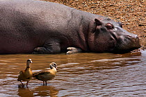 Hippotamus (Hippopotamus amphibius) resting at the edge of the river with pair of Egyptian geese (Alopochen aegyptiacus) in foreground, Masai Mara National Reserve, Kenya,