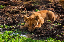 Lion cub (Panthera leo) aged 9-12 months drinking from a pool of water, Masai Mara National Reserve, Kenya