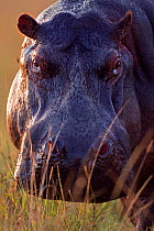 Hippopotamus head portrait (Hippopotamus amphibius) Masai Mara National Reserve, Kenya