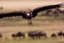 Lappet faced vulture (Torgus tracheliotus) in flight, Masai Mara National Reserve, Kenya