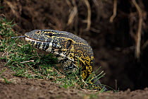 Nile monitor lizard (Varanus niloticus) Masai Mara National Reserve, Kenya