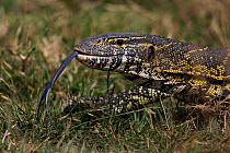 Nile monitor lizard (Varanus niloticus) Masai Mara National Reserve, Kenya