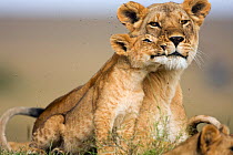 Lioness (Panthera leo) and cub aged 9-12 months share affectionate moment, Masai Mara National Reserve, Kenya