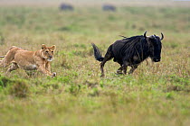 Lioness (Panthera leo) chasing Wildebeest (Connochaetes taurinus mearnsi), Masai Mara National Reserve, Kenya