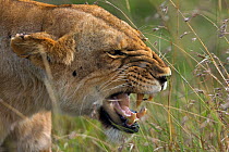 Lioness snarling (Panthera leo) Masai Mara National Reserve, Kenya