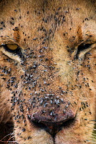 Male Lion (Panthera leo) close up of flies swarming on face, Masai Mara National Reserve, Kenya
