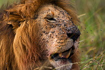 Male Lion (Panthera leo) with flies swarming on face, Masai Mara National Reserve, Kenya