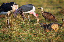 Black backed jackal (Canis mesomelas) in confrontation with Marabou stork (Leptoptilos crumeniferus) while defending a kill, Masai Mara National Reserve, Kenya