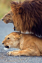 Lions mating (Panthera leo), Masai Mara National Reserve, Kenya