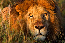 Male Lion head portrait (Panthera leo) Masai Mara National Reserve, Kenya