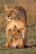 Lioness and cub aged 12-18 months (Panthera leo). Masai Mara National Reserve, Kenya