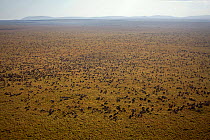 Aerial view of migrating Wildebeest (Connochaetes taurinus) Masai Mara National Reserve, Kenya 2008