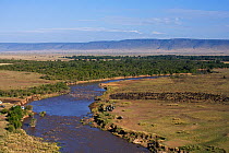 Aerial view of herd of Eastern White bearded wildebeest (Connochates taurinus albojubatus) massing at the Mara River watched by tourist vehicles, Masai Mara National Reserve, Kenya 2008