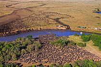 Aerial view of herd of Eastern White bearded wildebeest (Connochaetes taurinus albojubatus) crossing the Mara River watched by tourist vehicles, Masai Mara National Reserve, Kenya 2008