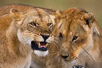 Lioness snarling (Panthera leo) Masai Mara National Reserve, Kenya