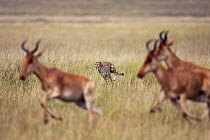 Cheetah (Acinonyx jubatus) chasing Topi (Damaliscus lunatus jimela) Masai Mara National Reserve, Kenya