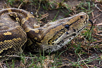 African rock python (Python sebae) Masai Mara National Reserve, Kenya