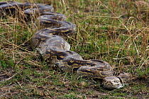African rock python (Python sebae) moving through grass, Masai Mara National Reserve, Kenya