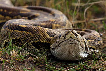 African rock python (Python sebae) Masai Mara National Reserve, Kenya
