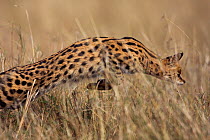 Female Serval (Felis / Leptailurus serval) leaping in search of prey, Masai Mara National Reserve, Kenya