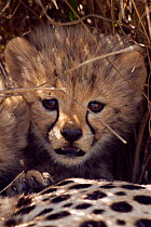 Cheetah cub (Acinonyx jubatus) aged less than 1 month, Masai Mara National Reserve, Kenya