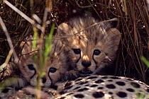 Cheetah cubs (Acinonyx jubatus) aged less than 1 month, Masai Mara National Reserve, Kenya