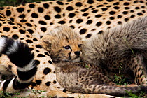 Cheetah cub (Acinonyx jubatus) aged about 1 month, Masai Mara National Reserve, Kenya