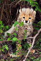 Curious Cheetah cub (Acinonyx jubatus) aged about 1 month, Masai Mara National Reserve, Kenya
