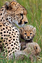Cheetah female with cubs aged 1-3 months (Acinonyx jubatus) Masai Mara National Reserve, Kenya