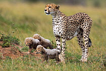 Cheetah female standing with her cubs aged 1-3 months (Acinonyx jubatus), Masai Mara National Reserve, Kenya