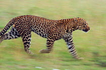 Leopard running - panned effect (Panthera pardus) Masai Mara National Reserve, Kenya
