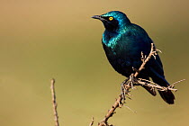 Greater Blue eared starling (Lamprotornis chalybaeus) perched on branch, Masai Mara National Reserve, Kenya