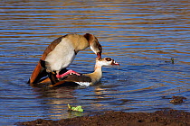 Egyptian geese mating (Alopochen aegyptiacus) Masai Mara National Reserve, Kenya