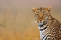 Leopard head portrait (Panthera pardus) Masai Mara National Reserve, Kenya