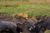 Lioness (Panthera leo) trying to warn off herd of Cape buffalo (Syncerus caffer caffer), Masai Mara National Reserve, Kenya
