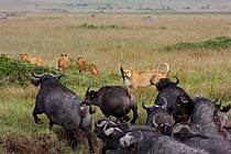 Lioness (Panthera leo) trying to protect cubs from charging Cape buffalo herd (Syncerus caffer caffer), Masai Mara National Reserve, Kenya