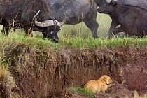 Lion cub (Panthera leo) trapped by herd of Cape buffalo (Syncerus caffer caffer), Masai Mara National Reserve, Kenya