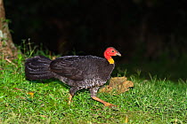 Australian Brush-turkey (Alectura lathami) female at night, rainforest, Atherton Tablelands, Queensland, Australia, October