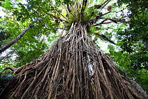 Looking up the roots of a Strangler / Curtain Fig Tree (Ficus virens) rainforest, Curtain Fig Tree NP, Atherton Tablelands, Queensland, Australia, October
