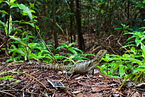 Eastern water dragon (Physignathus lesuerii) juvenile in rainforest, Atherton Tablelands, Queensland, Australia, October